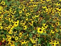 Photography of Rudbeckia coneflowersÃÂ orÃÂ black-eyed-susans flowers Royalty Free Stock Photo